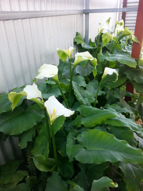 Addies Place Goolwa - Accommodation Southport 11