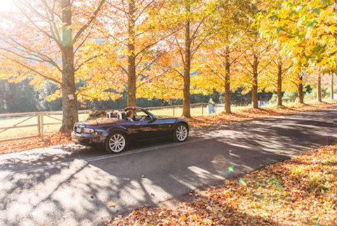 Red Waratah - Accommodation Southport 16