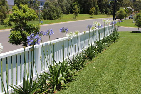 Red Waratah - Accommodation Southport 2