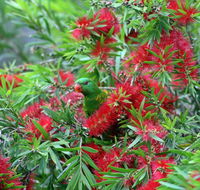 Bottlebrush B  B - Southport Accommodation