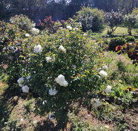 Carisbrook Country Retreat Motel - Southport Accommodation
