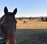 Clydesdale Cottage on Talga with real Clydesdale Horses - Southport Accommodation
