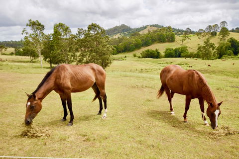 Country Breeze Farm Stay - Southport Accommodation 1