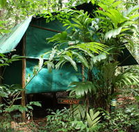 Daintree Crocodylus - Southport Accommodation