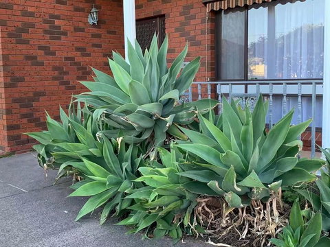 Delicate And Cozy Bedroom In Bentleigh East - Accommodation Southport 2