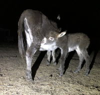 Donkey Tales Farm Cottages - Southport Accommodation