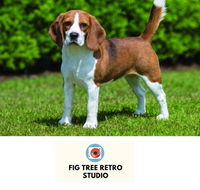 Fig Tree Retro Studio - Southport Accommodation