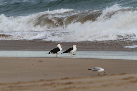 GALWAY COTTAGE - Southport Accommodation 1
