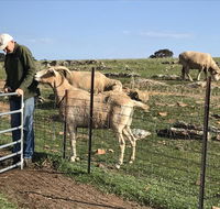 Gilgraves Vineyard Farmstay - Southport Accommodation