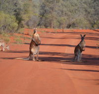 Gundabooka National Park Cottages - Southport Accommodation