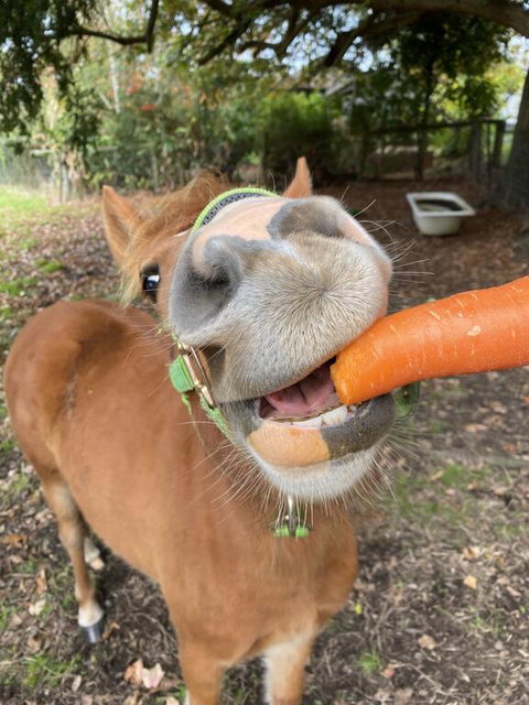 Kongwak Views - Southport Accommodation 2