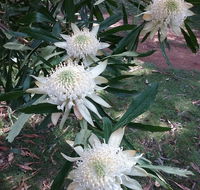 Lyrebird Gully Retreat - Southport Accommodation
