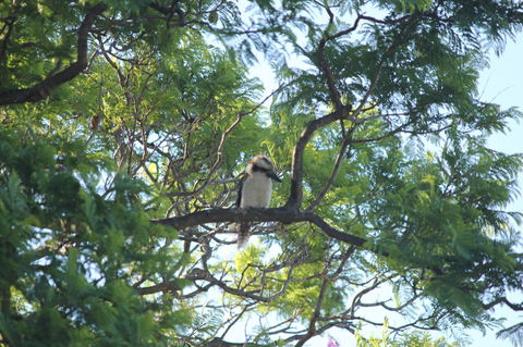 Jacaranda Hideaway Bed & Breakfast - Southport Accommodation 0