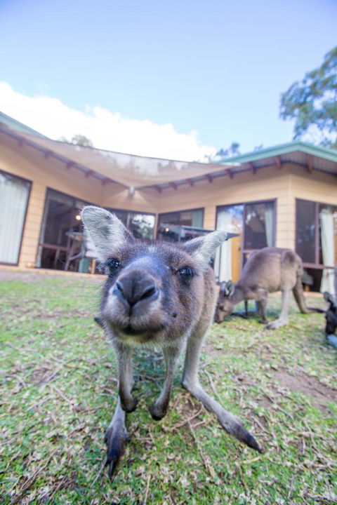 Yelverton Brook Conservation Sanctuary - Southport Accommodation 17