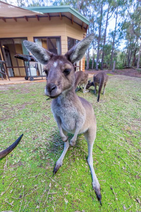 Yelverton Brook Conservation Sanctuary - Southport Accommodation 0