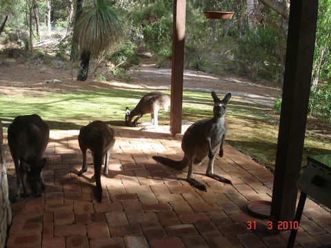 Yelverton Brook Conservation Sanctuary - Southport Accommodation 22