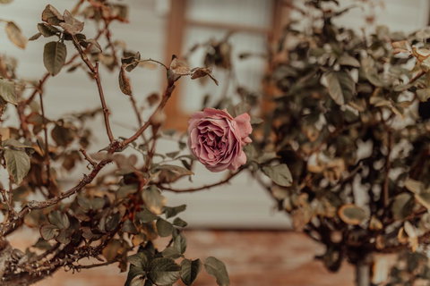 Bluebird Cottage - Accommodation Southport 25