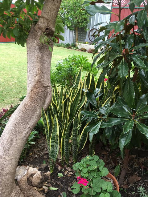 Bluebird Cottage - Accommodation Southport 30