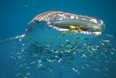 Sal Salis Ningaloo Reef - Southport Accommodation 20
