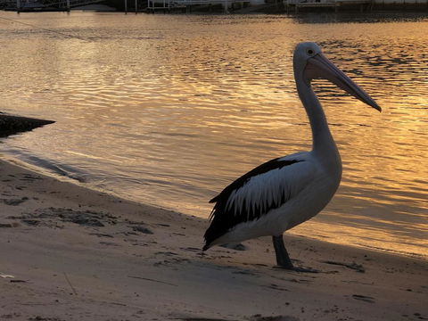 Pelican Cove Apartments - Southport Accommodation 1