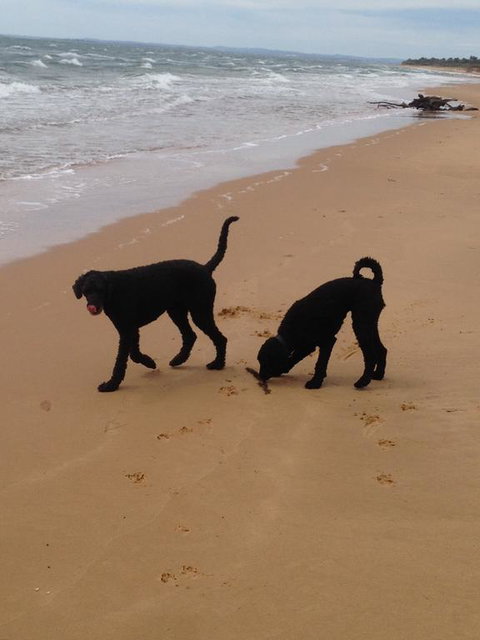River Cottage Eagle Point - Accommodation Southport 1
