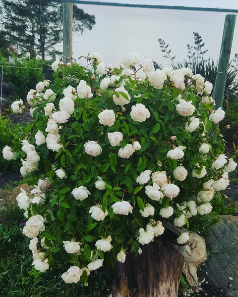 AppleBay Guest House - Accommodation Southport 29