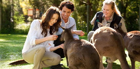 Balgownie Estate Yarra Valley - Accommodation Southport 10