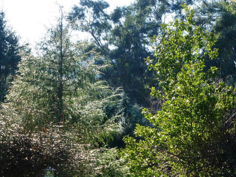 Alpine Aspects - Southport Accommodation 8