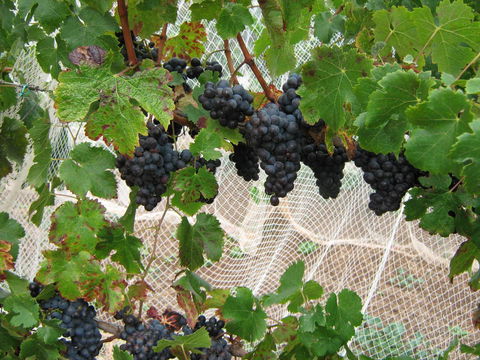 Waybourne- Vineyard And Winery - Southport Accommodation 8