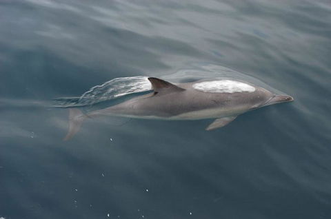 Cape Nelson Lighthouse - Southport Accommodation 33