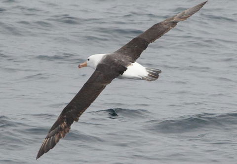 Cape Nelson Lighthouse - Southport Accommodation 36