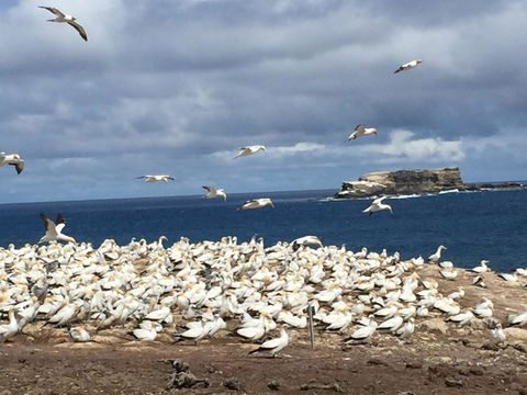 Cape Nelson Lighthouse - Southport Accommodation 40