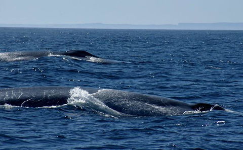 Cape Nelson Lighthouse - Southport Accommodation 38