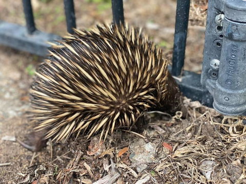 Alma Alma - Accommodation Southport 1
