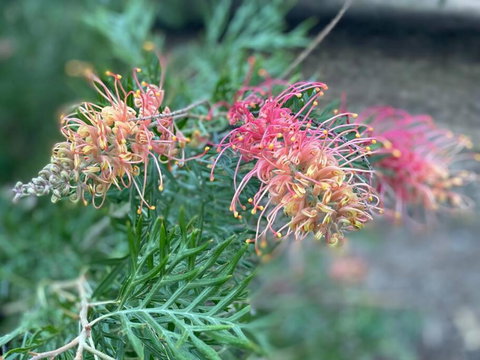 Alma Alma - Accommodation Southport 4