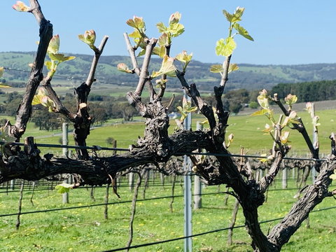 Amongst The Vines Deluxe Retreat - Accommodation Southport 1