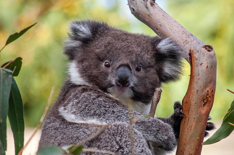 Great Ocean Road Tour With Lunch - Accommodation Southport 5