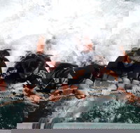 Cruise in Moreton Bay Marine Park and Moreton Island - Accommodation Southport