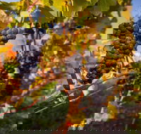 Full Day Tamar Valley Wine Tour - Southport Accommodation