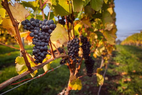Full Day Tamar Valley Wine Tour - Southport Accommodation 0