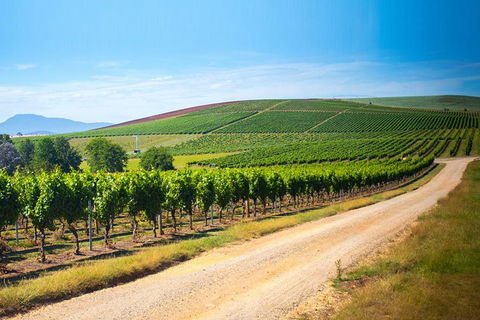 Full Day Tamar Valley Wine Tour - Southport Accommodation 1