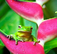 3-Day Best of Cairns Combo The Daintree Rainforest Great Barrier Reef and Kuranda - Southport Accommodation