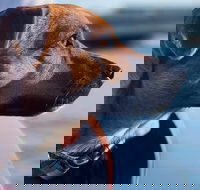 1.5-Hour Boat Rental in Melbourne - Accommodation Southport