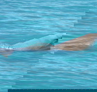 Snubfin Dolphin Eco Cruise from Broome - Southport Accommodation