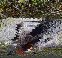 Full Day Tour in the Daintree - Accommodation Southport