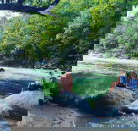 Afternoon Half-Day Daintree Rainforest and River Tour - Accommodation Southport