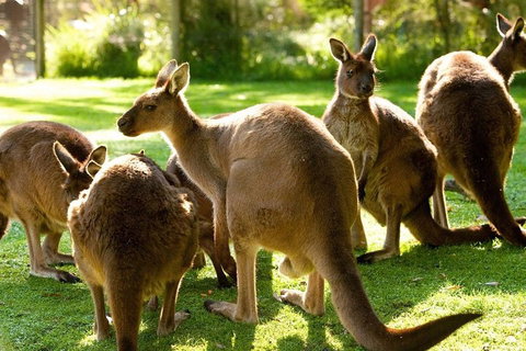 Melbourne City Card (3 Days): Visit Unlimited Attractions! - Accommodation Southport 4