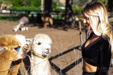 O'Reilly's & Lamington National Park Incl. Alpaca Farm + Vineyard - Southport Accommodation 3