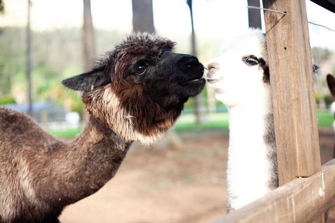 O'Reilly's & Lamington National Park Incl. Alpaca Farm + Vineyard - Southport Accommodation 4