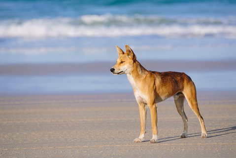 Fraser Island 4WD Tour From Rainbow Beach - Accommodation Southport 2